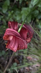 Lilium pardalinum