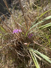 Calopogon barbatus