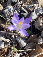 Crocus