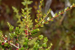 Metrosideros stipularis