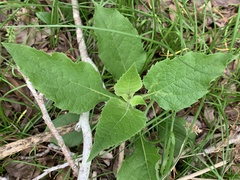 Verbesina virginica