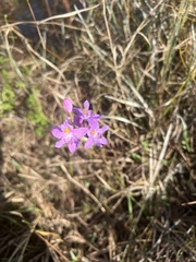 Calopogon barbatus