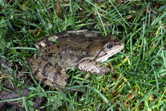 Rana temporaria