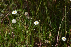 Erigeron vernus
