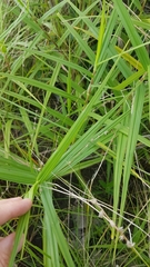 Scleria bracteata