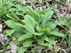 Erigeron philadelphicus