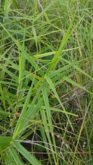 Scleria bracteata
