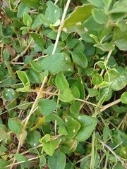 Tetragonia implexicoma