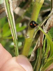 Chilocorus stigma