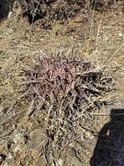 Ferocactus latispinus