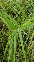 Scleria bracteata