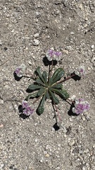 Calyptridium monospermum