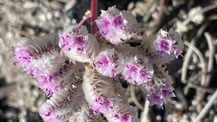 Calyptridium monospermum