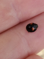 Chilocorus stigma