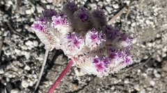Calyptridium monospermum