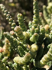 Tecticornia arbuscula