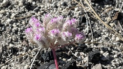 Calyptridium monospermum