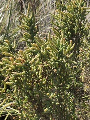 Tecticornia arbuscula