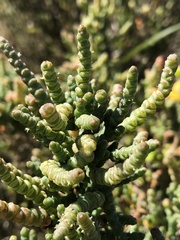 Tecticornia arbuscula