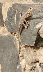 Agama agama