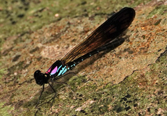 Heliocypha biseriata