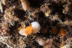 Onchidoris muricata