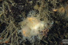 Dendronotus lacteus