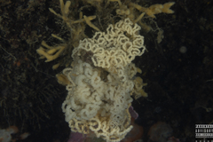 Dendronotus lacteus
