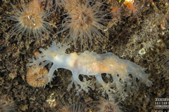 Dendronotus lacteus