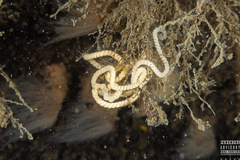 Dendronotus lacteus
