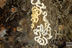 Dendronotus lacteus