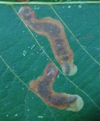 Cameraria caryaefoliella