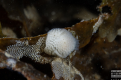 Onchidoris muricata