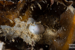 Onchidoris muricata