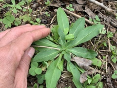 Plectocephalus americanus