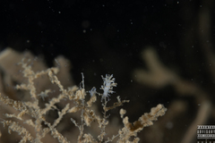 Rubramoena rubescens