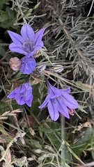 Triteleia laxa