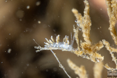 Rubramoena rubescens
