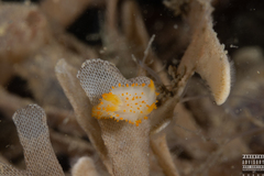 Crimora papillata