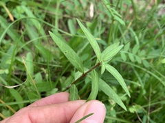 Asclepias perennis