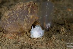 Goniodoris nodosa