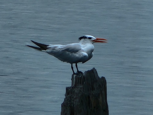 Charrán real (Thalasseus maximus)