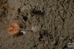Eubranchus vittatus