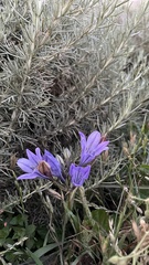 Triteleia laxa