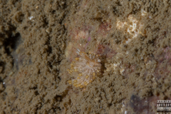 Eubranchus vittatus