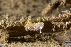 Diaphorodoris luteocincta