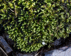 Pseudohygrohypnum eugyrium