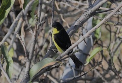 Spinus psaltria psaltria