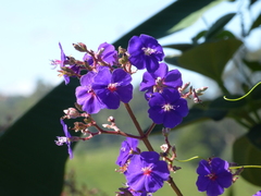 Pleroma heteromallum