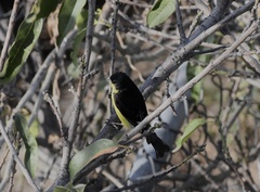 Spinus psaltria psaltria